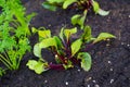 Garden Bed Organic Beets Royalty Free Stock Photo