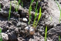 Garden bed with rooted garlic cloves with thin green new leaves on sunlit ground Royalty Free Stock Photo