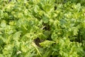 Garden bed with salad, close-up. Fresh lettuce leaves