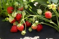 Garden-bed of strawberries nestled black material