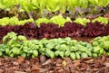 Garden bed with vegetables and herbs