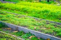 Garden bed with white mustard green manure planted. Well-groomed rectangular garden beds. home small garden