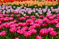 Garden bed with yellow tulips. Royalty Free Stock Photo