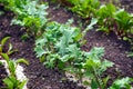 Garden bed with young Kale leaves