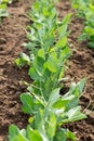 Garden bed with young sprout of sweet green peas. Royalty Free Stock Photo