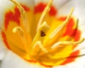 A garden bedbugs sit in a tulip. The core of the flower
