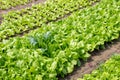 Garden beds with green salad and cabbage.