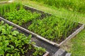 Garden beds with growing natural vegetables in the village