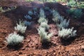 Garden beds of Lavender Cotton Santolina chamaecyparissus