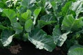 Garden beds with young cabbage leaves in spring