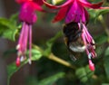 Garden bee (Bombus Hortorum) with fuschia