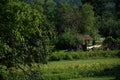 The garden behind the house full of fruits trees near in provincial town Zarnovica