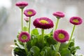 Garden bellis perennis in bloom