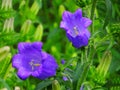 Garden bells blue-purple campanula