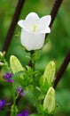 Garden bells white campanula