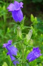 Garden bells violet campanula