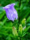 Garden bells indigo campanula