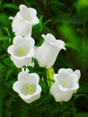 Garden bells white campanula