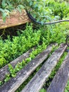 Rustic Garden Bench Overgrown by Green Plants Royalty Free Stock Photo