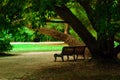 Bench under the old tree Royalty Free Stock Photo