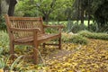 Garden bench under a ficus virens tree with ground covered with yellow leaves