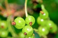 Garden berries on branch Royalty Free Stock Photo