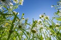 garden with big garden daisies flowers Royalty Free Stock Photo