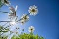 Garden with big garden daisies flowers Royalty Free Stock Photo