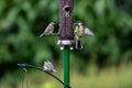 Blue tits and great tits perched on a garden bird feeder in a Sussex garden, in early summer