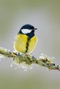 Garden bird Great Tit, Parus major, black and yellow songbird sitting on the nice lichen tree branch, Czech. Bird in nature. Sprin Royalty Free Stock Photo