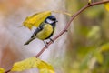 Garden bird Great tit with yellow autumn leaves