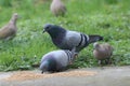 Garden birdfeeding. Backyard bird.