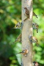 Garden birds on bird feeder