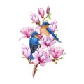 Garden birds on blooming magnolia branch. Watercolor vintage style illustration. Bluebird couple on a branch on white