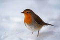 Garden Birds. Robin Erithacus rubecula in the wild