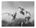 Sparrows eating sunflower seeds. Black and white photo.