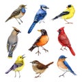 Garden birds watercolor painted illustration set. Hand drawn various garden birds on white background. Bluebird, waxwing