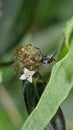 Garden black ant enjoys flower of fresh calotropis gigantea flowers