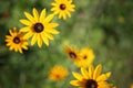 Garden of Black Eyed Susan Flowers, Rudbeckia hirta Royalty Free Stock Photo