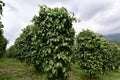 Garden Black pepper - plant with green berries and leaves Kumily, Kerala, India Fresh Peppercorn Berries on a Pepper Vine Leaf,