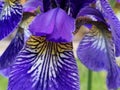 Beautiful blue yellow Iris Bloom Royalty Free Stock Photo