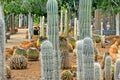 Garden of blooming different types of cacti, landscape design, natural background