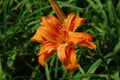 Garden with A Blooming Double Daylily Flowering