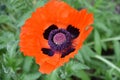 Garden with a Blooming Orange Oriental Poppy Blossom