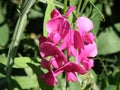 Garden with Blooming Pink Sweet Pea Flowers Royalty Free Stock Photo