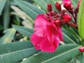 The garden with blooming plant oleander