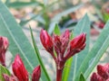 The garden with blooming plant oleander