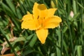 Pretty Flowering Stella Doro Daylily in a Garden