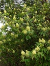 In the garden blooms plant elder