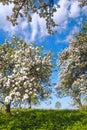 Garden of blossom apple Royalty Free Stock Photo